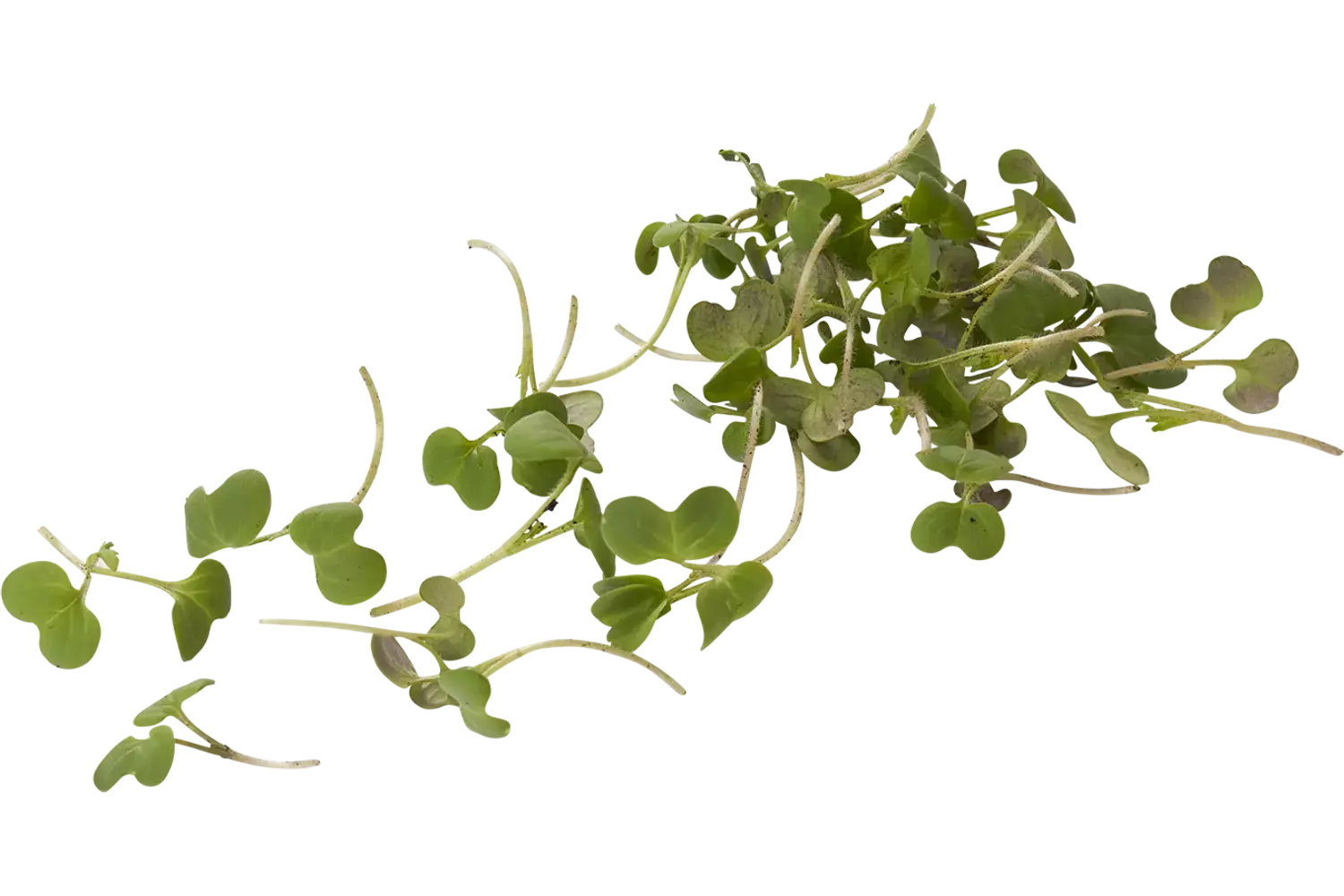 Hot stuff cress 20gr stuk 1